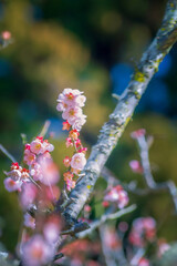 春の訪れを告げる梅の花