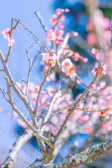 春の訪れを告げる梅の花