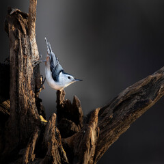nuthatch in dramatic light