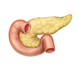 pancreas, duodenum