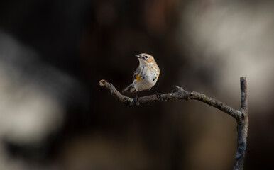 warbler in dramatic light
