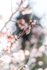 梅の花と白い雲と青空
