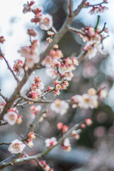 梅の花と白い雲と青空