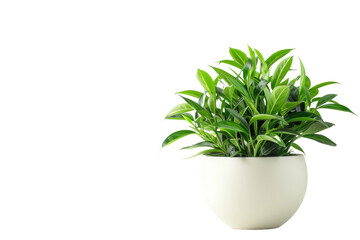 Indoor Plant isolated on transparent background