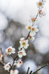 白い梅の花