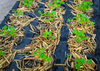The organic vegetable from seed in the plastic black pot. Green seedling is growing in the soil