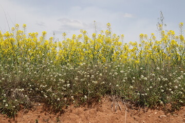 Fototapeta na wymiar fields of plants with yellow flower in springtime