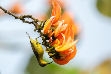 A sunbird perched on the branch of an orange flowering tree.
