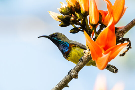 A sunbird perched on the branch of an orange flowering tree.