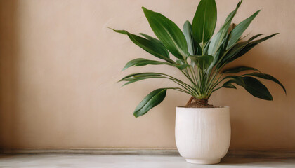 Large green plant in white pot, beige wall.