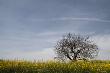 fields of plants with yellow flower in springtime