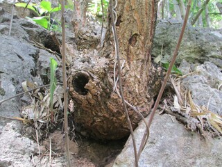 Chiang Dao Northern Thailand