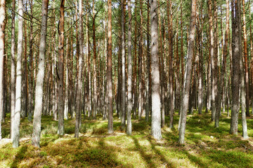Forest near Leba, Poland