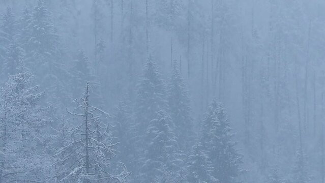 the forest the trees covered in a blanket of snow