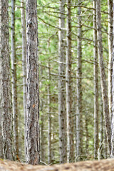 Forest near Choczewo, Poland