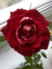 single red rose