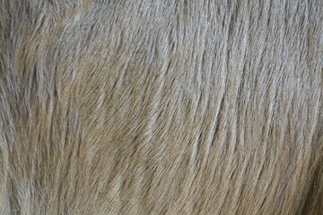 Dog Hair Close Up