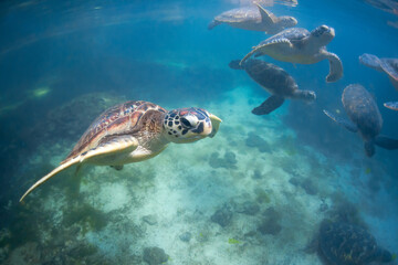 A group of Green sea turtles swimming in Zanzibar - obrazy, fototapety, plakaty