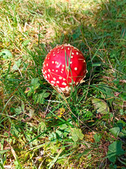 amanita muscaria, the fairytale mushroom