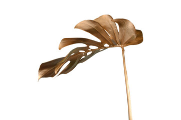 Golden tropical leaf PNG on transparent background Abstract monstera leaf decoration design, PNG	