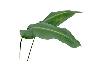 Plant leaves Green nature Tropical forest isolated on transparent background - png.