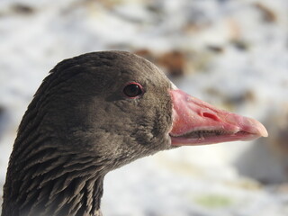 head of duck and goose in winter closeup