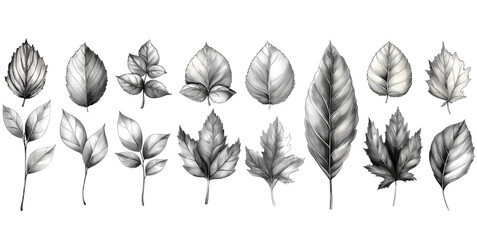 leaves graphic lines on a white background Image generated by AI