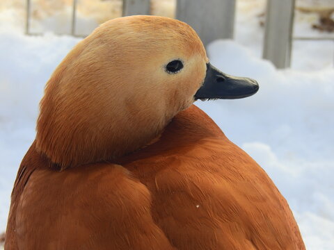 head of duck and goose in winter closeup