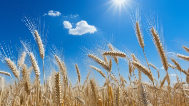 Scenic view of a wheat field on a clear sunny summer day with high resolution image