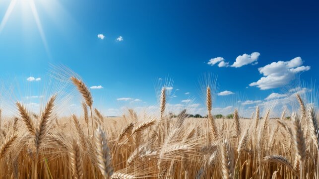 Golden wheat field on a sunny summer day under blue sky with high resolution image