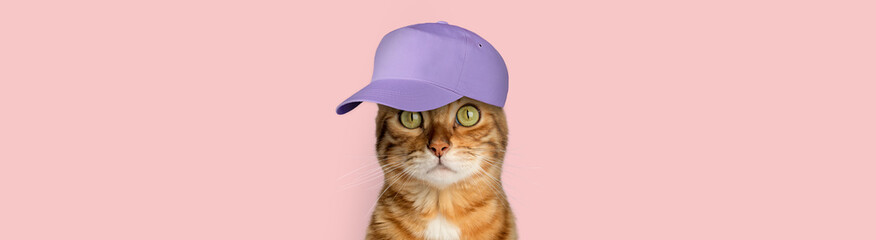 Bengal cat in a purple cap against a background of a uniform wall. - obrazy, fototapety, plakaty