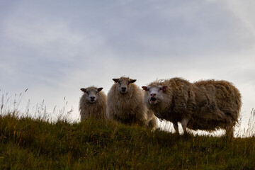 Blöckende Schafe