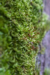 close-up view of green moss with tiny red stems growing on tree bark. horizontal background. concept: earthy textures, biodiversity, natural patterns, mossy landscapes, ecosystem balance, tranquility 