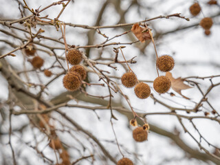 Reife, runde Früchte mit Samen hängen an kleinen Zweigen der Ahornblättrigen Platane (Platanus × hispanica).