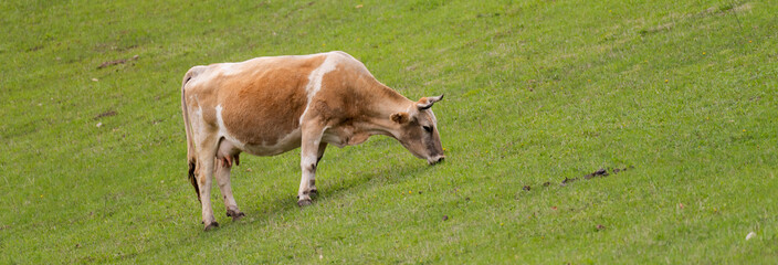 Cow grazing on the field