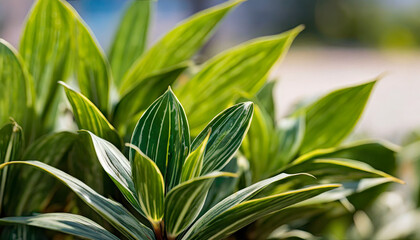 Close-up of green leaves. Young plant. Spring or summer season. Blurred natural background