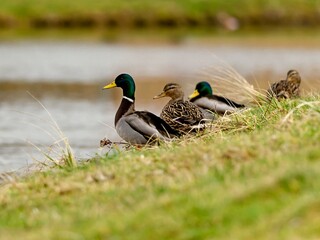 Mallard ducks (Anas platyrhynchos) in early spring.