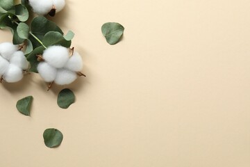 Cotton flowers and eucalyptus leaves on beige background, flat lay. Space for text