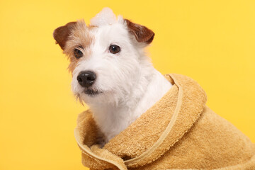 Portrait of cute dog in towel with shampoo foam on head against yellow background