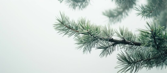 Detailed view of a pine tree branch showcasing the intricate texture and patterns of the needles against a white background. The branch appears green and vibrant, with tiny pine cones clustered along