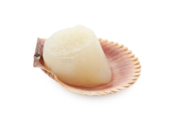 Fresh raw scallop in shell isolated on white