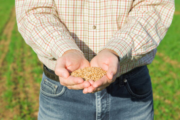 Young adult man hands holding and showing pile of dry seeds on field background. Closeup. Front view.