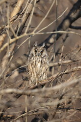 The long-eared owl (Asio otus) in Japan