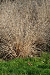 Graminée Carex sèche dans un parc