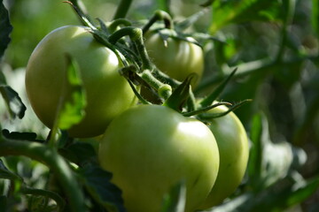 Unripe and green raw totmatoes
