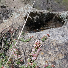 ground, garden, gardening, environment, 