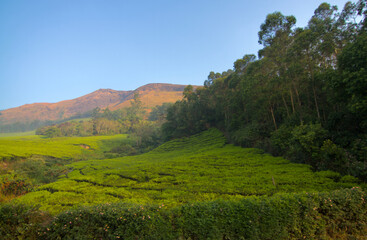 Tea plantation in Munnar, India