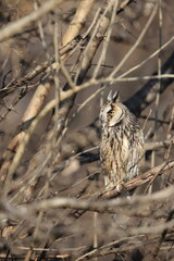 The long-eared owl (Asio otus) in Japan