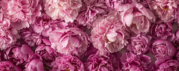 Blooming Pink Peonies Flowers in Full Bloom