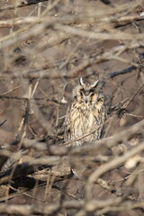 The long-eared owl (Asio otus) in Japan